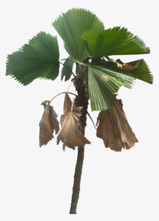 Tree Cut Out, Fan Palm, Plant Pictures, Tropical Plants - Palm Trees