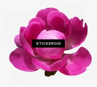 Peonies Pic Flowers Peony - Portable Network Graphics