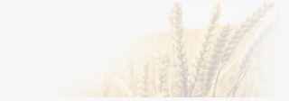 Categories - Triticale