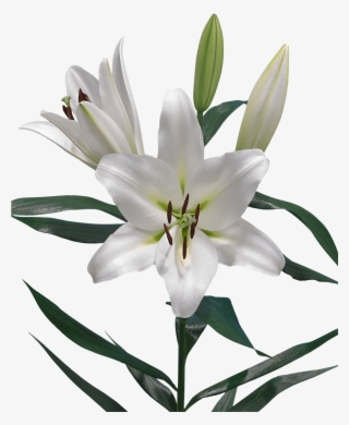 Click Here To Download Low Resolution Images - Lilium Pangea