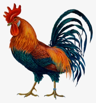 Cock Png