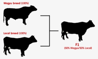 Crossbred Wagyu - Wagyu Breed