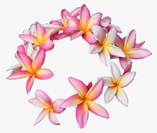 Hawaii Rubra Cut Flowers Floral Design Flower - 8 Flower Transparent