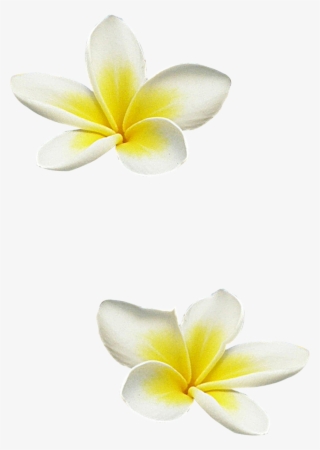 Florju Paradise Elmt Galerij Tubesplaza Nl Tubesplazanl - Clip Art