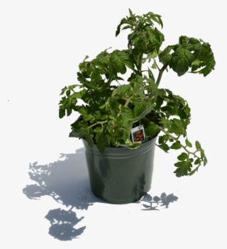 900×900 1 Gal Tomatoe Plant - Flowerpot