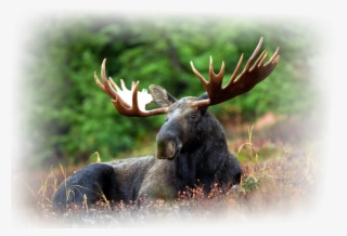 The Hunts Will Be Arranged In Different Luxurious Lodges - Amazing Moose