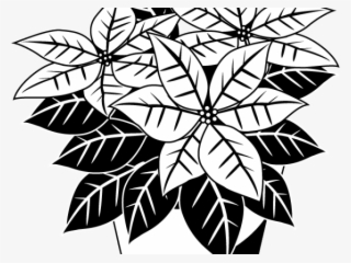 Poinsettia Clipart Black And White - Clip Art Poinsettias