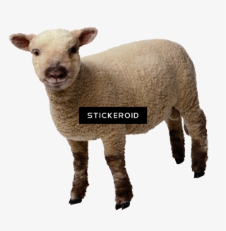 Sheep - Book Of Revelation Pt. 2 - Cd