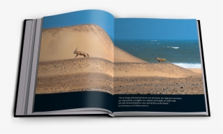 3 - Vanishing Kings – Lions Of The Namib