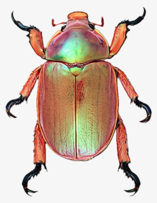 These Stickers And So Much More On Sale - Christmas Beetles Sydney