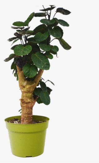 Aralia Fabian Stump 'polyscias Scutellaria' Plant - Polyscias Scutellaria Plant