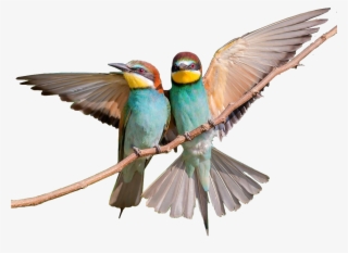 2 Bee-eaters On A Twig - Bee Eater