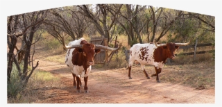 Remodeling Projects That Will Boost Your Home's Value - Texas Longhorn