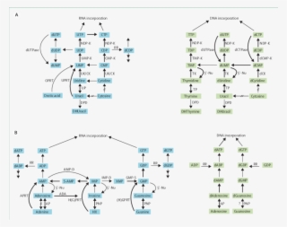 Enzyme Activities Noted In Mycoplasmas - Purine