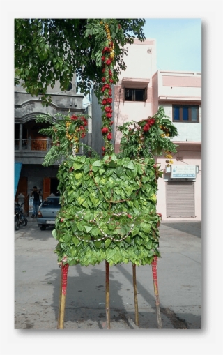 In This Photograph, One Can See The Kajlo Which Consists - Tree