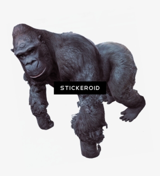 Gorilla