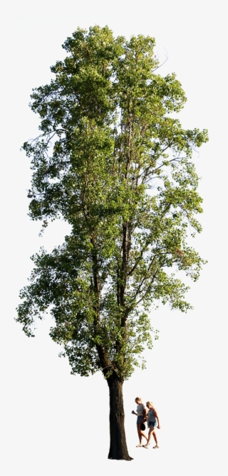 Populus Nigra People Ii