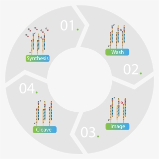 Sequencing By Synthesize - Customer At The Centre Of Everything We Do