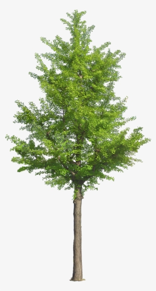 Pin By Ar - Arbol .png