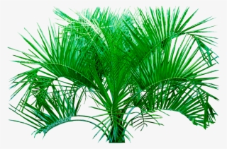 Tree Png Image