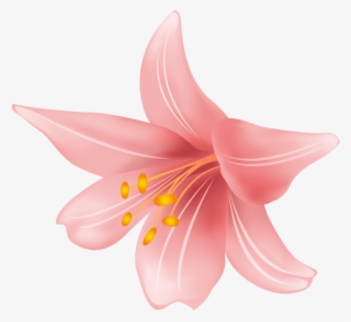 Free Png Flower Png Png Images Transparent - Tiger Lily