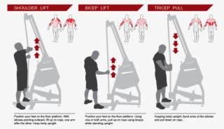 Respiratory System And Increase The Size And Strength - Poster