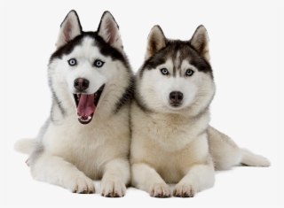 Contact Pet Sitter Cleveland, Oh - Husky Png