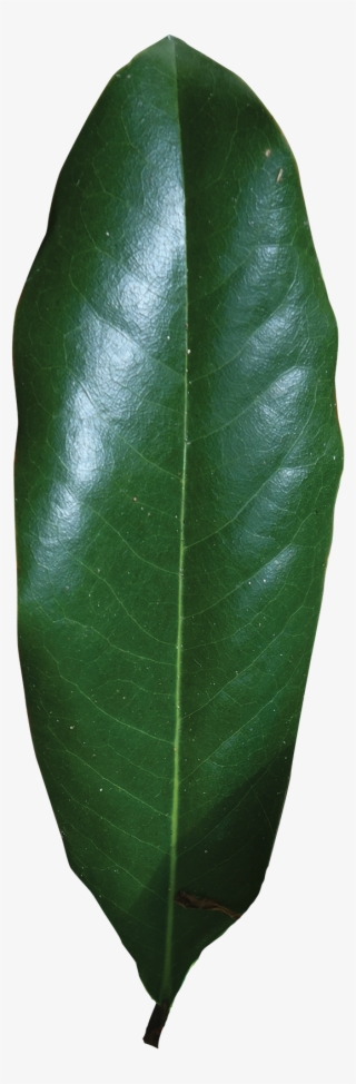 Simple - Magnolia Single Leaf