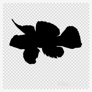 Pelota De Futbol Fondo Transparente