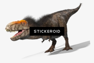 T Rex Animals Dinosaur Reptile - Tyrannosaurus
