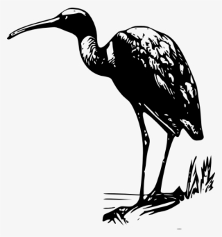 Standing Ibis Png Images