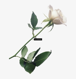White Rose Flower White Rose Roses - Transparent White Rose Png