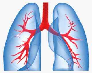 Lungs Png - Transparent Background Lungs Clipart