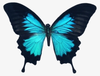 Butterfly Wings Colorful Girly Amazing Artistic Blue - Deviantart Butterfly