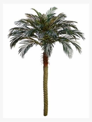 7' Phoenix Palm Tree - Palm Trees