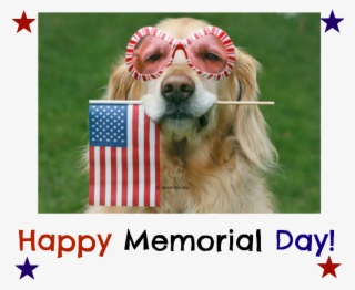 Org Toll Free 866 981 2251 E Mail Info@grrand - Dog