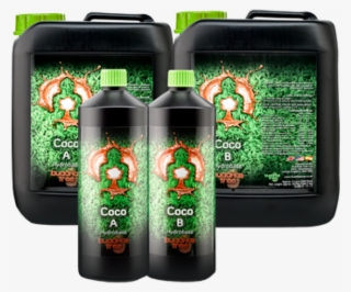 Buddhas Tree Coco Base Feed A B
