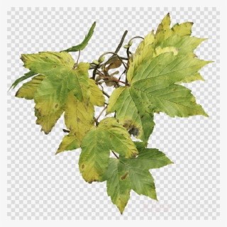 Sycamore Maple