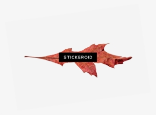 Autumn Broad Leaf - Vampire Bat