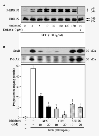 Effect Of Hcg On Phosphorylation And Expression Of - Cell