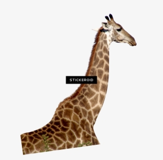 Giraffe - زرافه Png