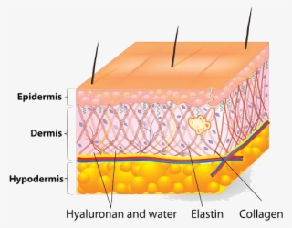 Pestle And Mortar Skin - Collagen In Skin Layers