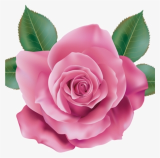 Pink Rose Clipart Rose Clipart Pink Rose Transparent
