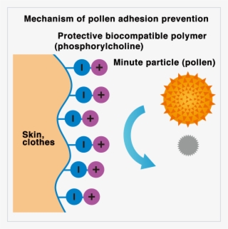 Mechanism Of Pollen Adhesion Prevention - Pollen