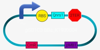 Double Terminator From Igem As Well As The Prefix And - Business Administration