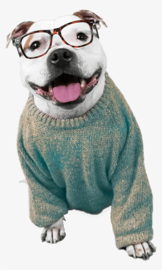 Dogpack Opted For Influencers Of The Four-legged Variety - Dog Catches Something