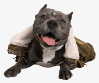 Dogpack Opted For Influencers Of The Four-legged Variety - Dog Catches Something