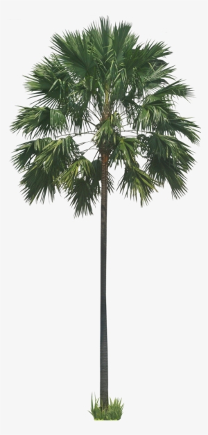 Free Pictures Of Ornamental Tropical / Subtropical - Transparent Background Palm Png