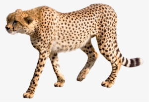 Cheetah Png