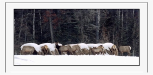 Elk Feeding At Hay Bales Intended For Cattle In Alberta - Herd
